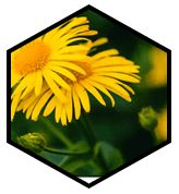 Arnica Extract