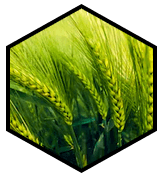 Barley Extract