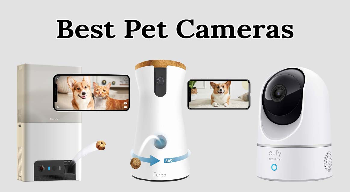 Las mejores cámaras para mascotas