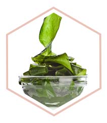 algae