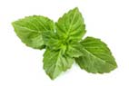 Basil Leaf Powder