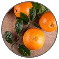 Bitter Orange Extract: