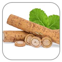 Burdock Root