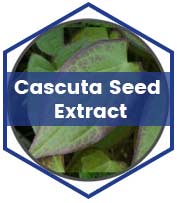 Cascuta Seed Extract