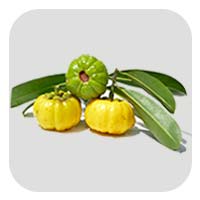 Garcinia Cambogia