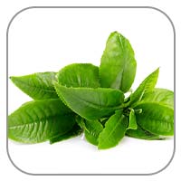 Green Tea Leaf Extract