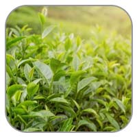 Green Tea Leaf Extract