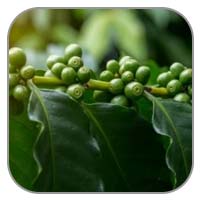 Guarana Seed Extract