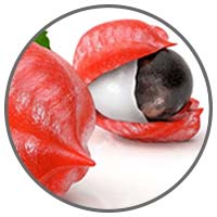 Guarana Seed Extract