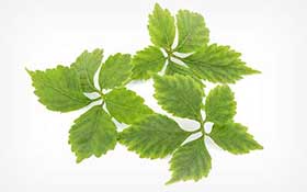 Gynostemma Pentaphyllum Leaf Extract (ActivAMP)