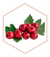 Hawthorn Berry