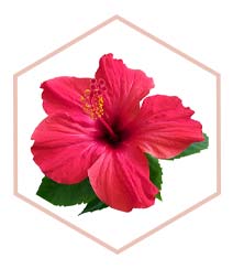 Hibiscus Flower