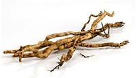 long-jack