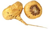 Maca root
