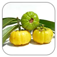 Garcinia-Cambogia