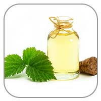 Nettle Leaf Extract