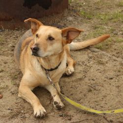 Nutra Complete Dog Food Reviews