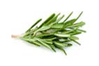 Rosemary
