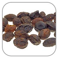 Saw Palmetto
