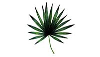 saw-palmetto