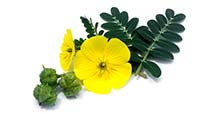 Tribulus-Terrestris